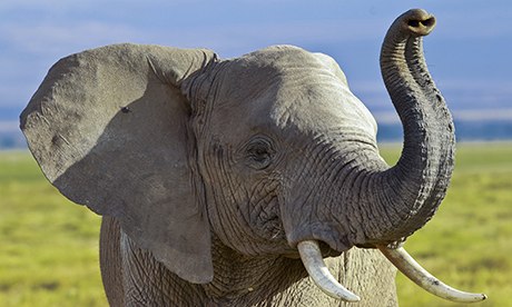 Elephant