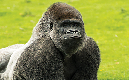 Gorilla